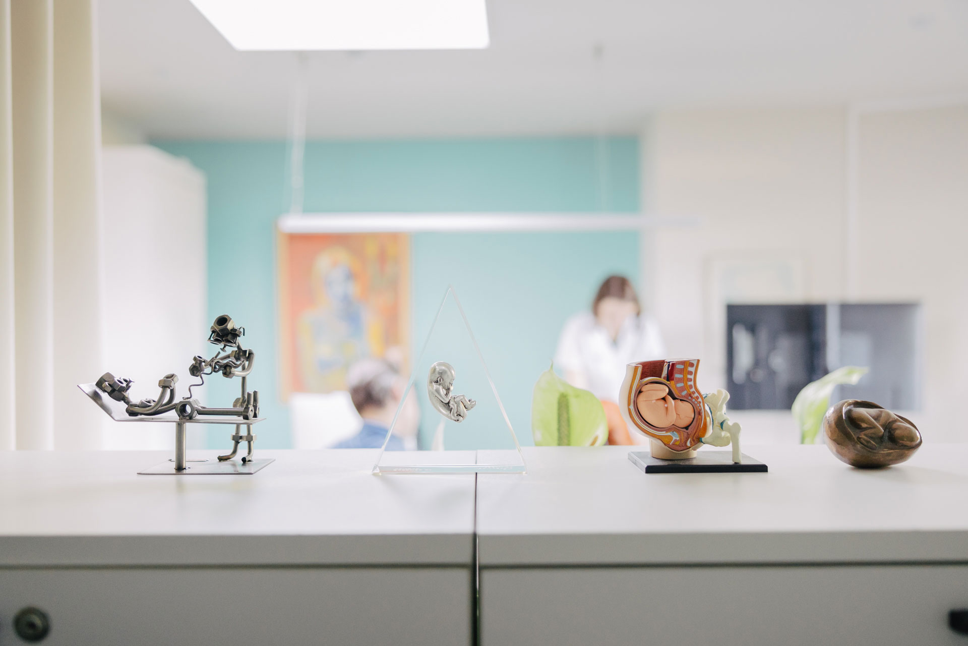 Modellen van voortplantingsorganen in een endocrinologie- en andrologiepraktijk.
