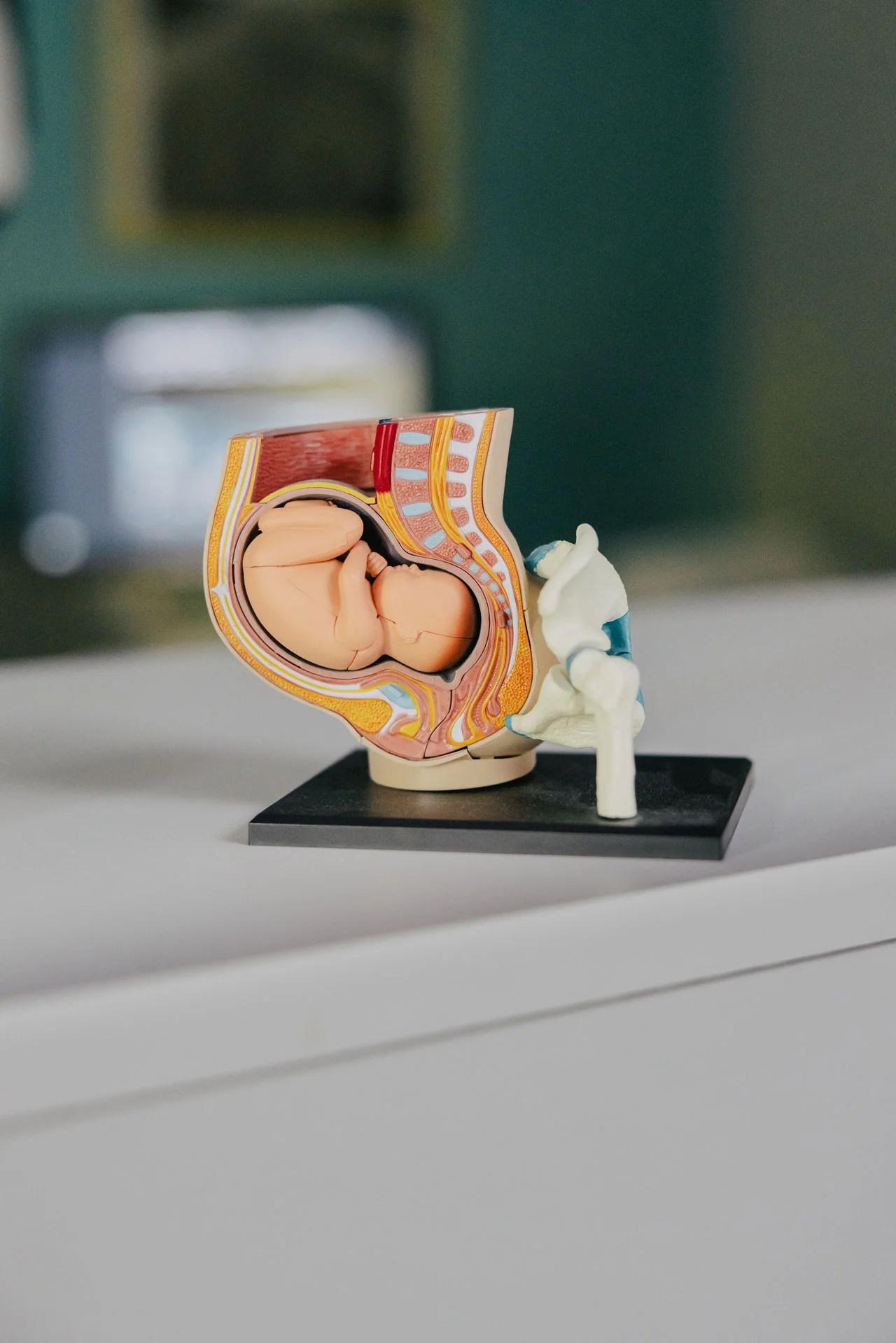 Model van een foetus in de baarmoeder, medische illustratie.